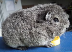 גזע חזירי ים