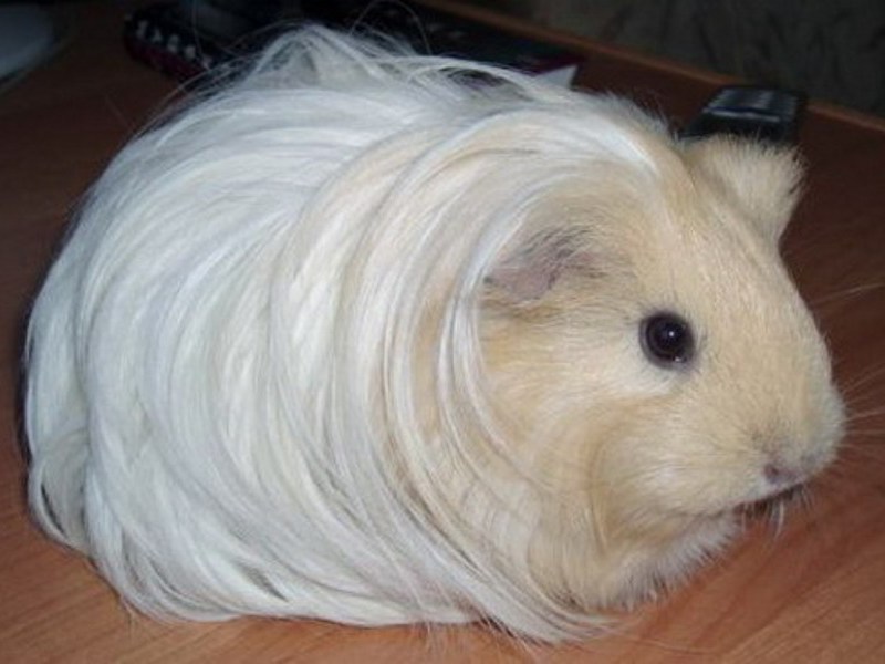 איך לגדל חזיר ים