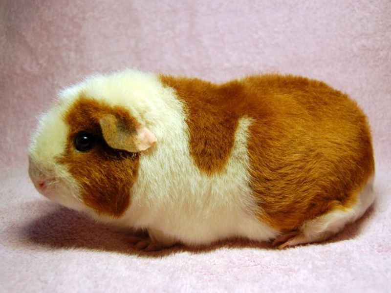 גזעי חזירי ים