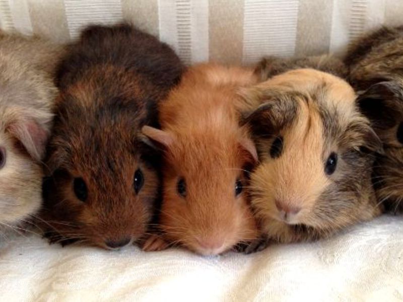 גזעים נדירים של שרקנים