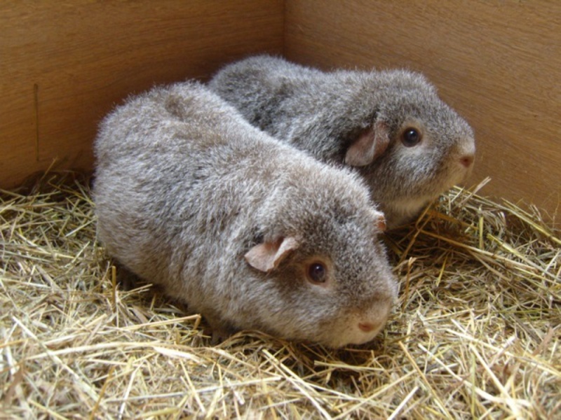 גזעי חזירי ים