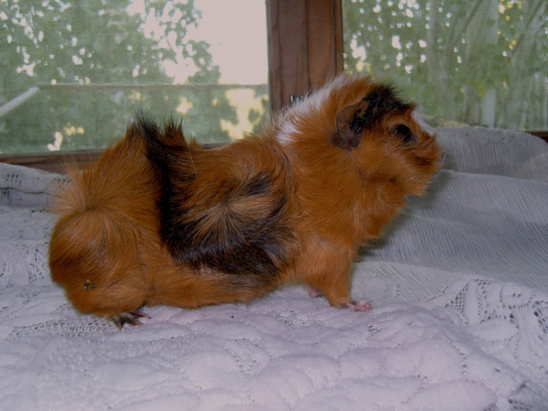 שרק ים טקסל