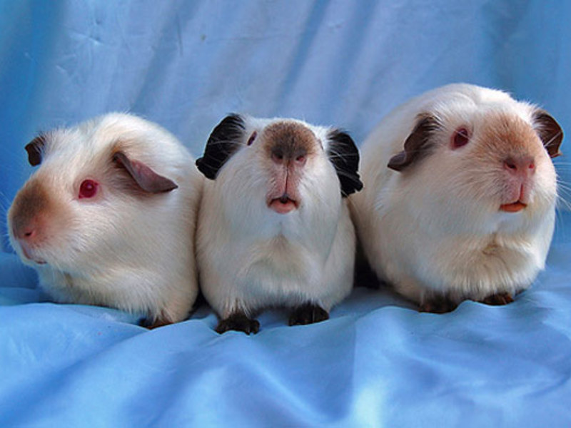 האכלת שרקנים