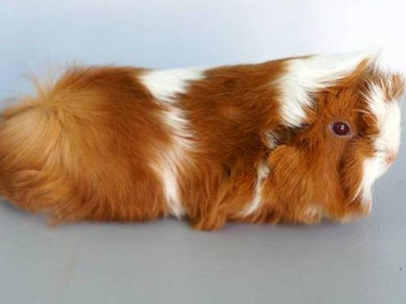 סוג הפרווה של חזיר הים