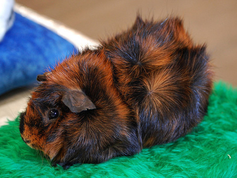 איך לטפל בשרקן ים