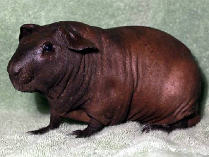 אילו תנאים שרקנים אוהבים?