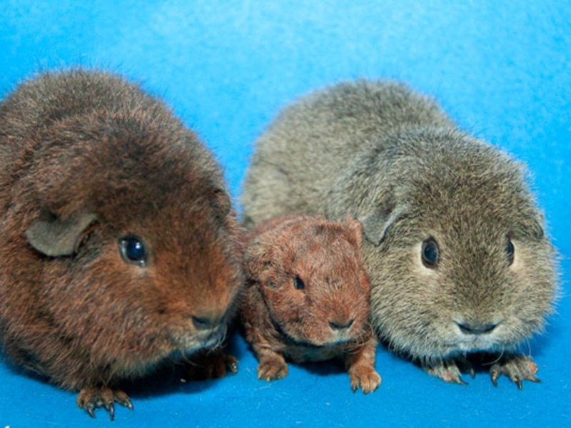 גזעי חזירי ים