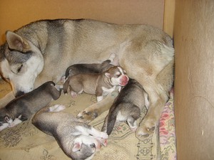 מתי גורים פוקחים את עיניהם לאחר הלידה?