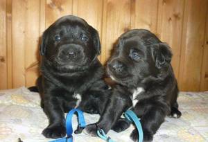 איך לטפל בגורים שזה עתה נולדו