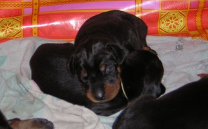 מתי גורים פוקחים את עיניהם? מתי נפתחות העיניים של גורים?