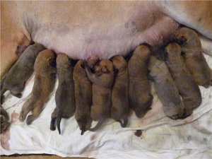 טיפול בגורים שזה עתה נולדו טיפול בכלבים שזה עתה נולדו