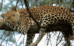 אורח החיים של צ'יטה