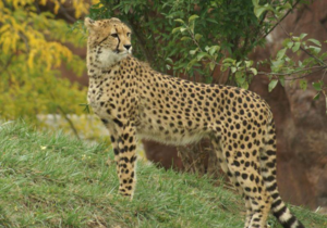 רבייה של צ'יטה כיצד צ'יטה מתרבה?