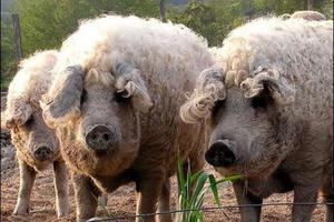 גזעי חזירים פופולריים: שמות, תיאורים ותמונות