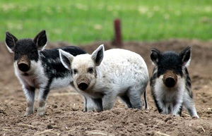 גזעי חזירים פופולריים