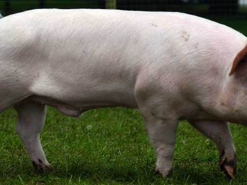 גידול חזירים