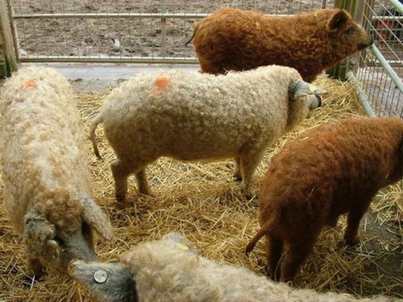 גידול חזירים מגזעים שונים