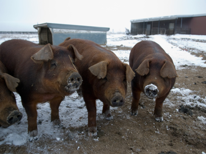 טיפול וגידול לילך