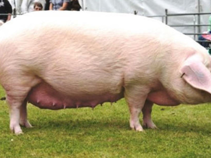 איך לגדל חזירים