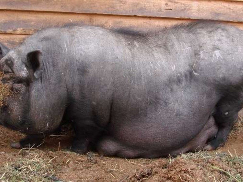 תיאור גזע החזירים