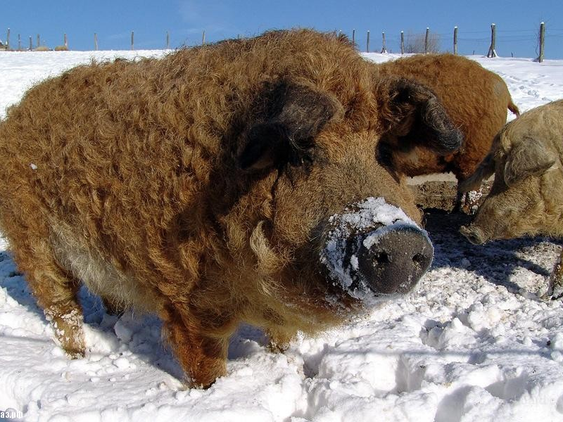 אילו תנאים נדרשים לגידול חזירים?