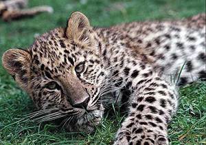 מה אוכל צ'יטה?