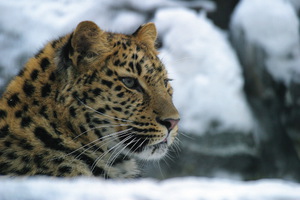 באיזו סביבה חי צ'יטה?