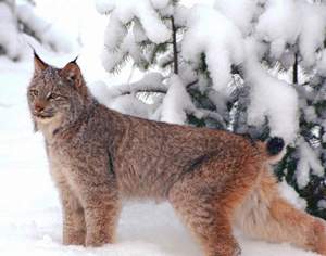אורח חייו של הלינקס