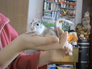 תכונות וכללים לשמירה על גרבילים בבית