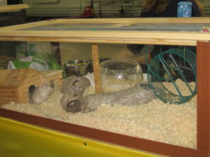 הניואנסים של סידור בית לגרבילים בבית