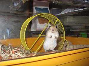 רשימת אביזרים נוספים שניתן להתקין בכלוב גרבילים