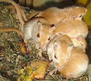 מאפייני האכלה והתזונה של גרבילים