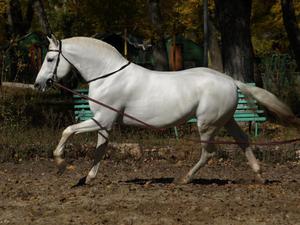 צבעי סוסים עיקריים