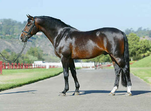 מה שמו של גזע הסוסים?