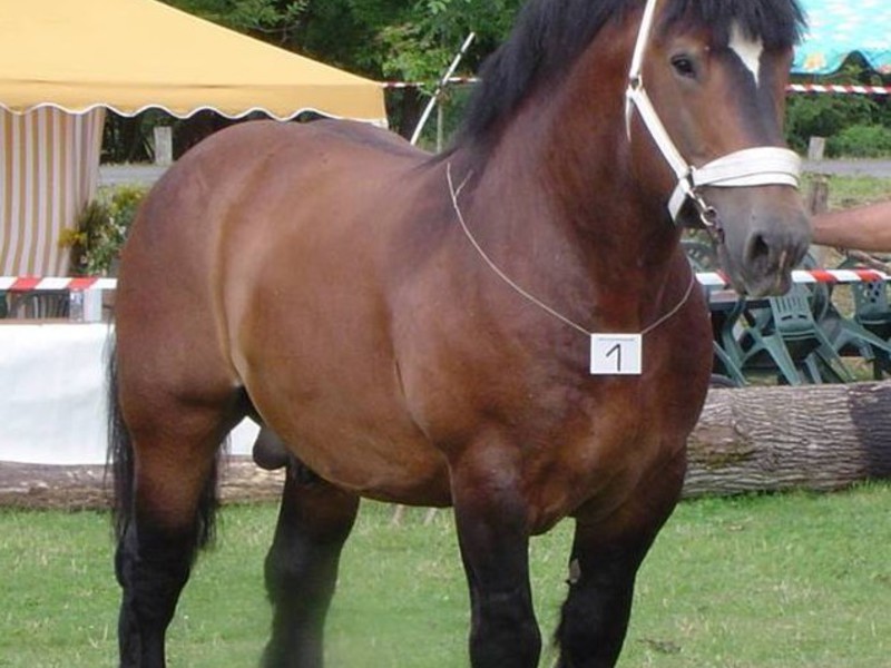 מוזרויות של גידול סוס גזעי