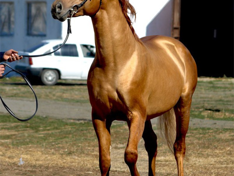 תיאור גזע הסוסים