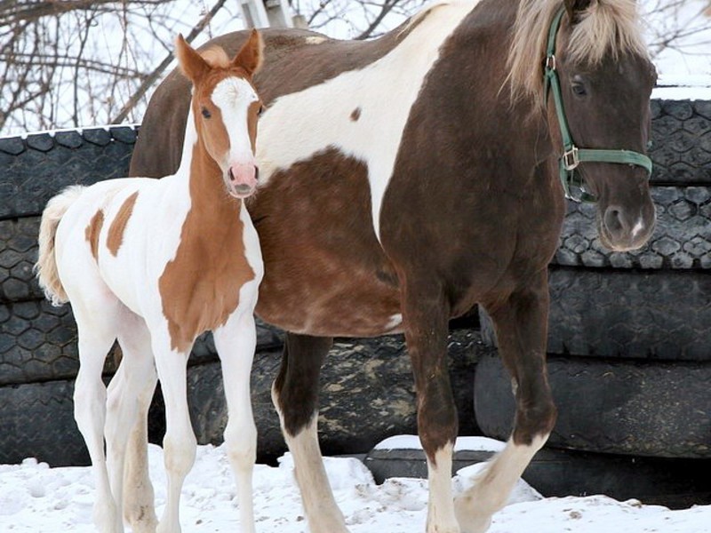 סוס וסוס קטן