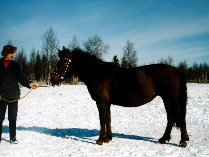 גזע יפהפה של סוסים