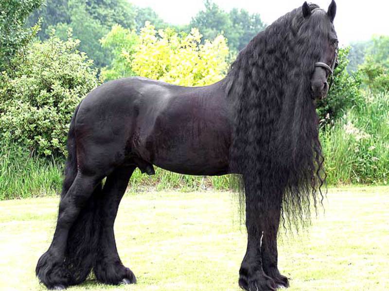 איך נראה סוס גזעי?