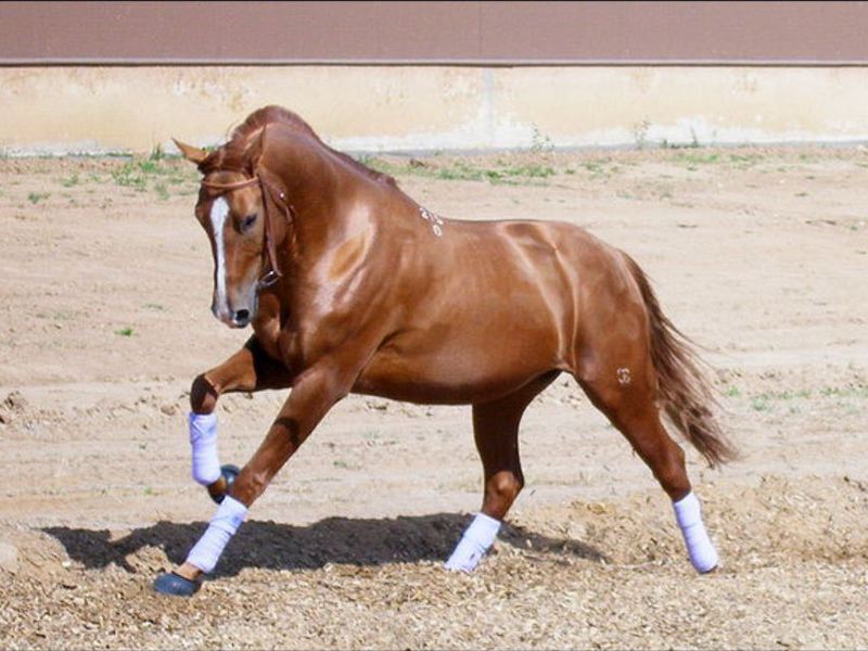 סיווג גזעי סוסים