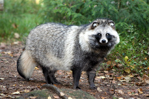 תיאור ותמונה של כלב דביבון, כיצד הוא שונה מדביבון