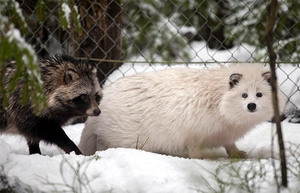 כלב דביבון לבן דביבון לבן
