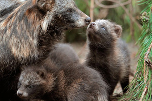 גורי דביבון צאצאי כלב דביבון