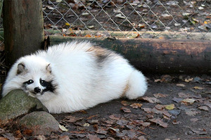 כלב דביבון פייבלד כלב פיבלד