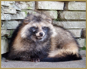 הדביבון נח דביבון נח בסביבתו הטבעית