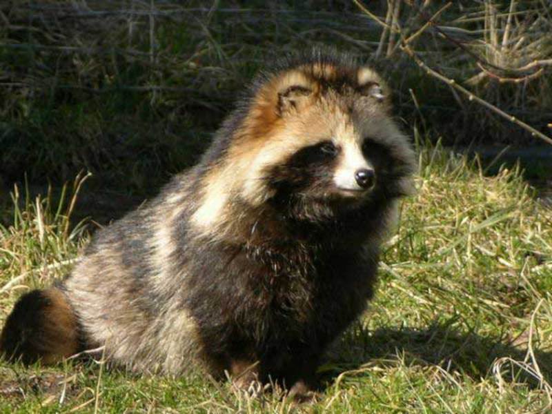 התאקלמות של כלב הדביבון טיפול בכלב דביבון