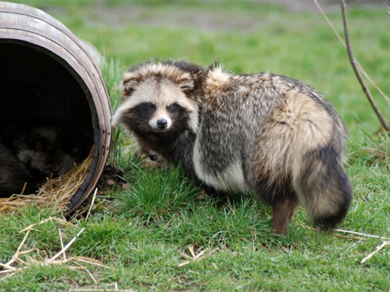 ביתו של כלב הדביבון היכן גר כלב הדביבון?