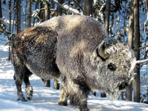 מראהו של ביזון תיאור של בעל החיים הביזוני