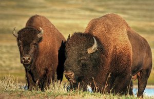 בית גידול של ביזון איפה אפשר לפגוש ביזון?