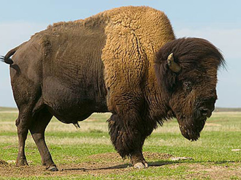 כמה זמן חיים ביזונים? תוחלת החיים של ביזון